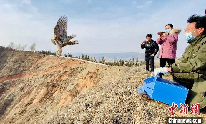 青海：救助、放歸四只國家二級保護(hù)野生動物
