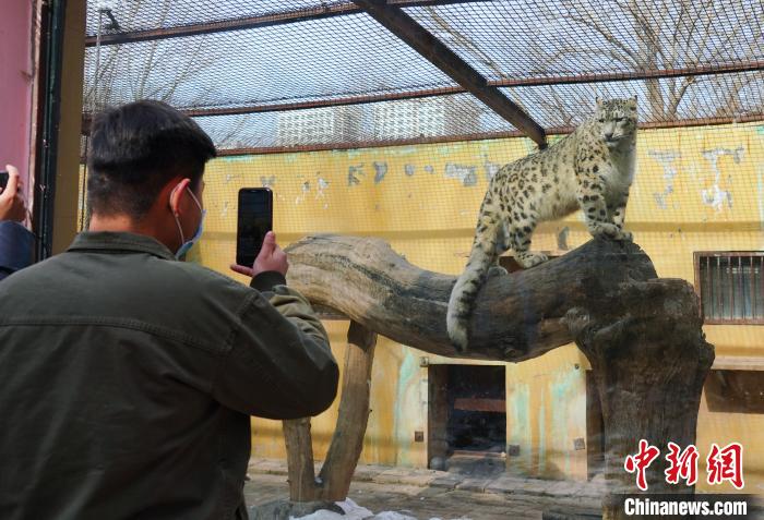 圖為雪豹“奶爸”史壽軍正在直播?！●R銘言 攝