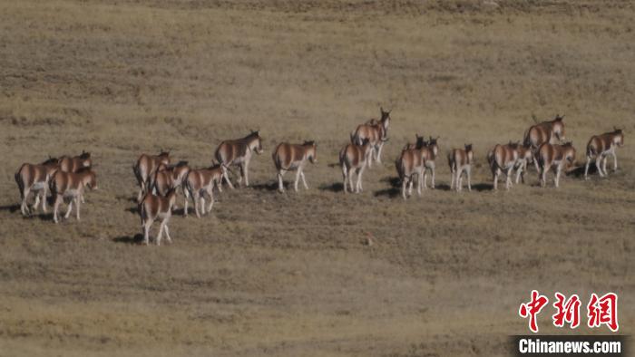 圖為草地上的西藏野驢?！“簿S斌 攝