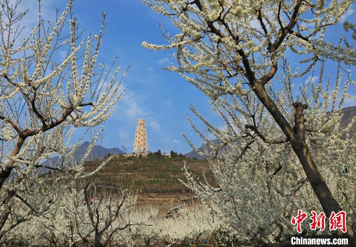 潔白的李花與碉樓交相輝映，勾勒出一幅美麗的和諧生態(tài)畫卷。　何清海 攝