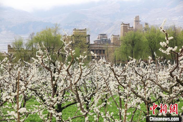 潔白的李花與村寨交相輝映，勾勒出一幅美麗的和諧生態(tài)畫卷?！『吻搴?攝