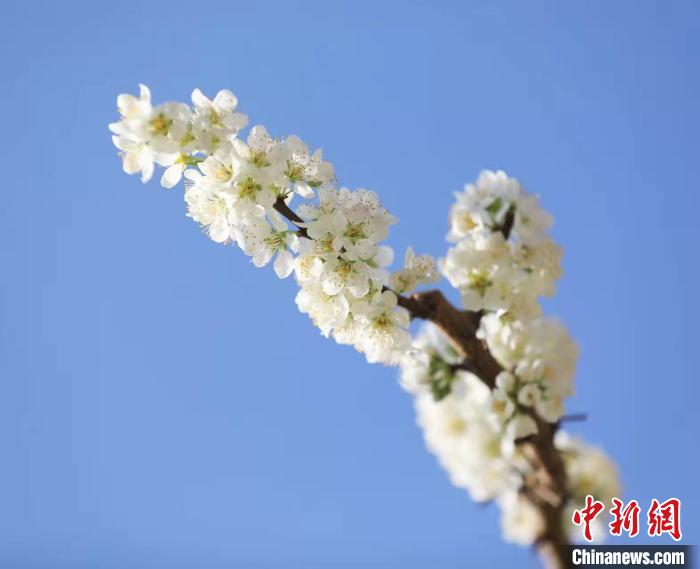 李花盛開?！『吻搴?攝