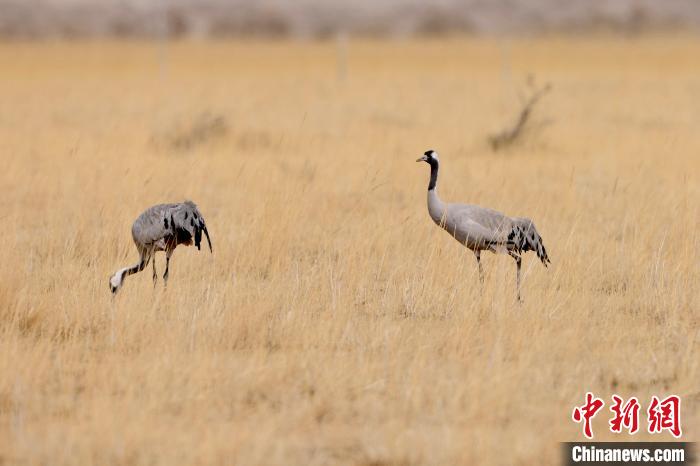 圖為灰鶴在青海海西蒙古族藏族自治州都蘭縣巴隆地區(qū)“閑庭漫步”?！?松太加 攝