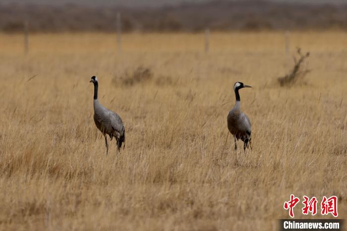 圖為灰鶴在青海海西蒙古族藏族自治州都蘭縣巴隆地區(qū)“閑庭漫步”?！?松太加 攝