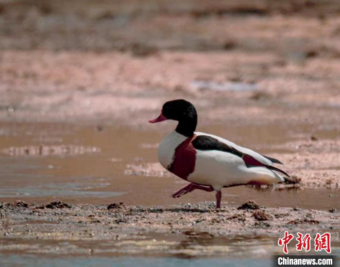 圖為翹鼻麻鴨?！」Π栽?攝