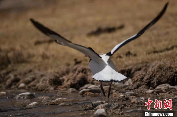 圖為騰飛的翹鼻麻鴨?！」Π栽?攝