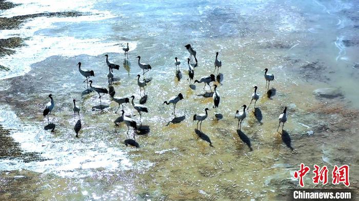 圖為黑頸鶴群駐足休憩?！￡惷髡?攝