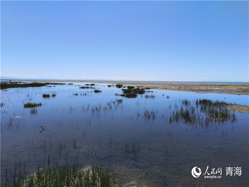   青海湖仙女灣。人民網(wǎng) 張莉萍攝