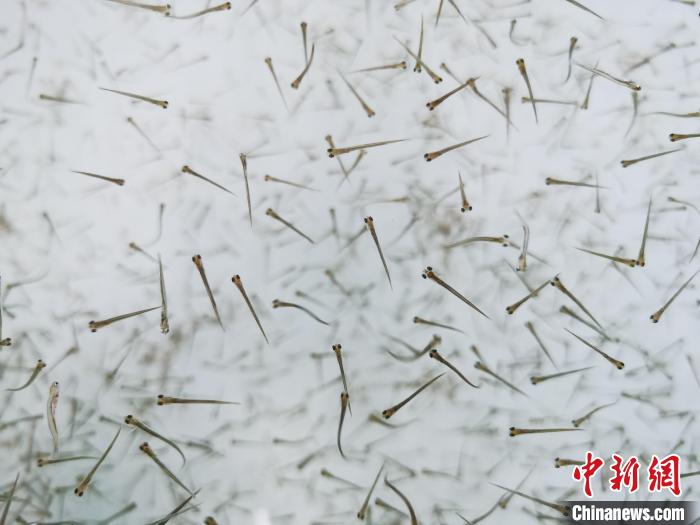 探訪青海湖湟魚“育嬰室”：“密集”育苗，體重10克放流