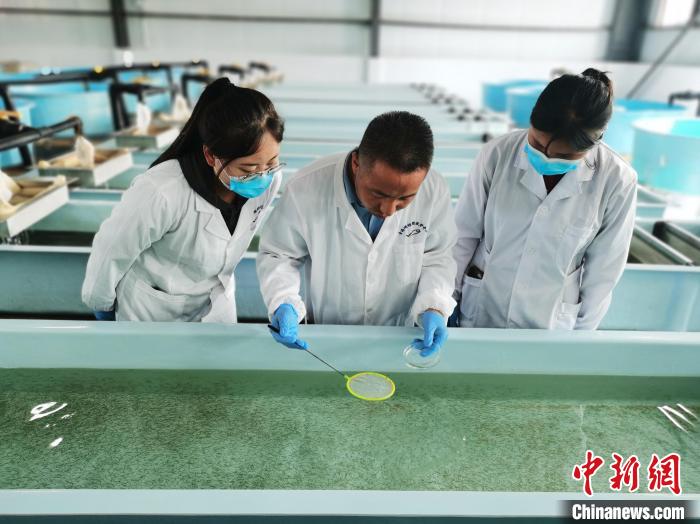 圖為工作人員檢查魚苗?！?zhí)砀?攝