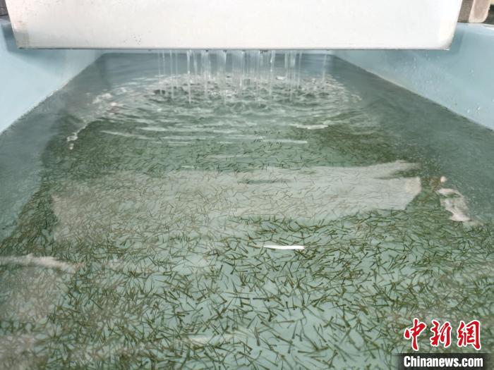 圖為正在育苗?！?zhí)砀?攝