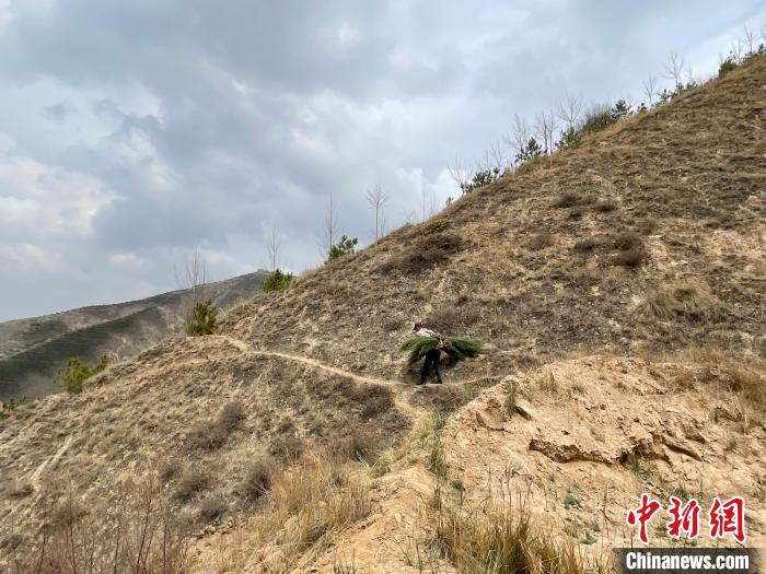 資料圖為建行青海省分行綠化區(qū)施工隊隊員人工運樹苗。　建行青海省分行供圖