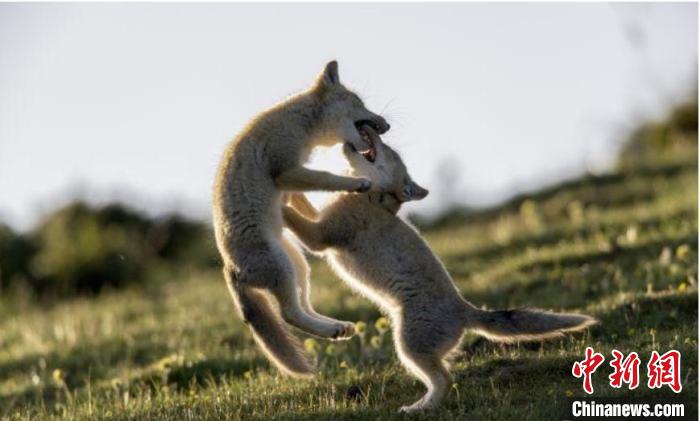 圖為郝進(jìn)芳的作品《難分勝負(fù)》。　青海省祁連山自然保護(hù)協(xié)會(huì)供圖