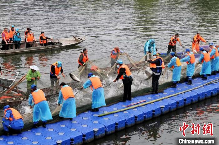 捕撈現(xiàn)場。　主辦方供圖