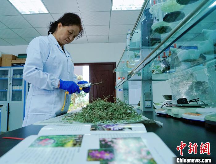 圖為張錦梅在實驗室工作?！●R銘言 攝