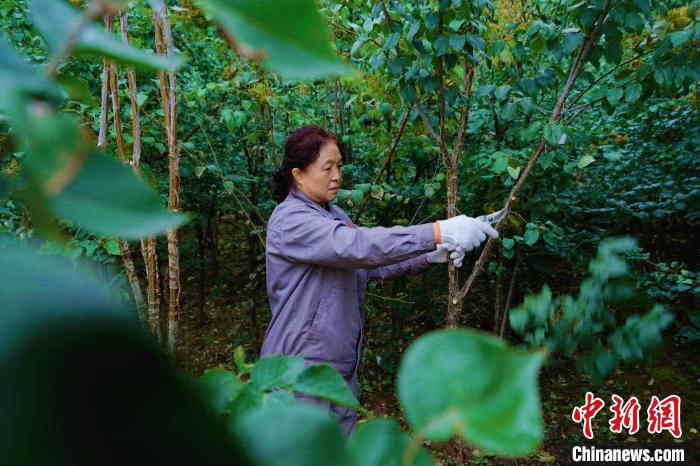 圖為張錦梅修剪丁香枝干?！●R銘言 攝