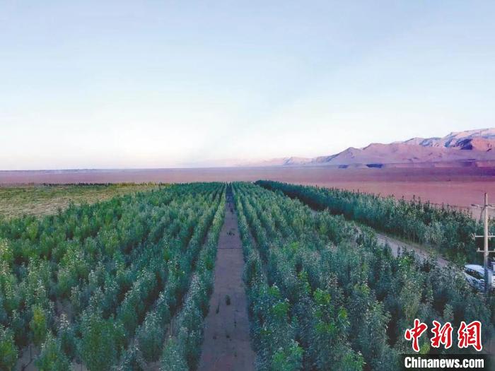 圖為格爾木境內(nèi)種植的綠樹。　格爾木融媒體中心供圖