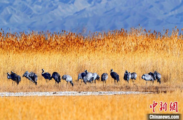 圖為可魯克湖野生水鳥覓食?！〉铝罟形麄鞑抗﹫D