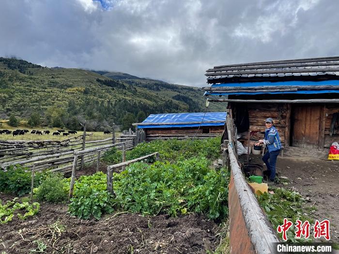 圖為9月27日牧民的牧屋和菜園子。 <a target='_blank' href='/'><p  align=