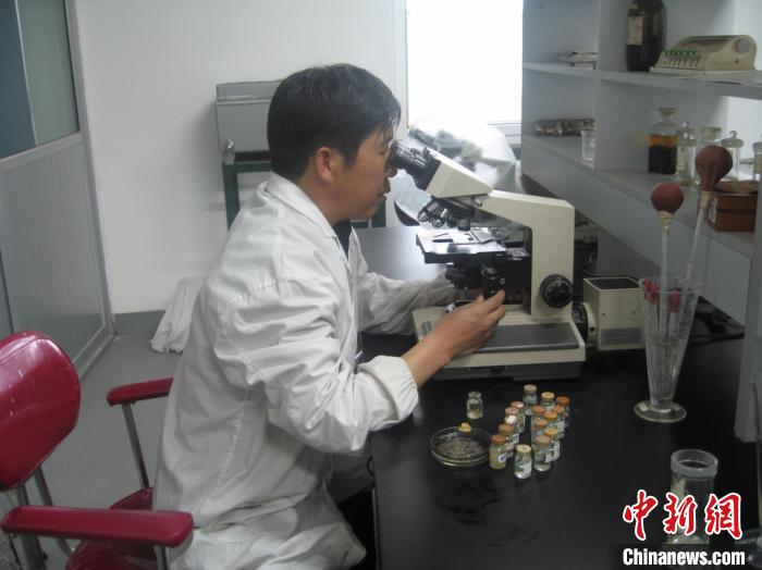 資料圖為研究團隊進行實驗室寄生蟲分類鑒定?！?青海省畜牧獸醫(yī)科學院供圖