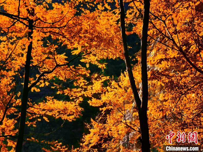 秋意濃。　朱平安 攝