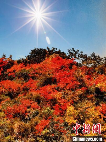 萬源市紅葉似火?！≈炱桨?攝