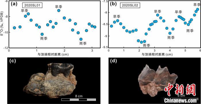 本次研究中的犀牛牙齒化石及氧同位素特征?！≈锌圃呵嗖馗咴?供圖