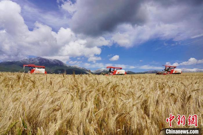 圖為青稞收獲?！±钣穹?攝