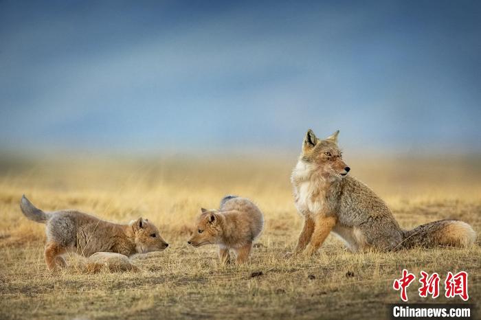 圖為焦生福的作品《居安思?！贰！∏嗪Ｊ∑钸B山自然保護(hù)協(xié)會供圖