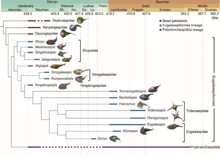 盔甲魚類的系統(tǒng)發(fā)育關系及地史分布?！≈锌圃汗偶棺邓?供圖