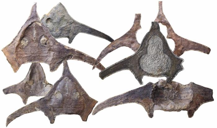 玉海翼角魚化石照片?！∩w志琨 攝