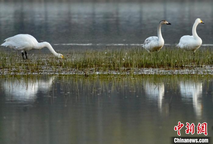 圖為三只大天鵝在黃河灘地嬉戲?！±钣穹?攝