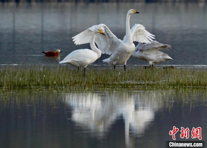 圖為三只大天鵝在黃河灘地嬉戲?！±钣穹?攝