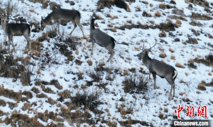 圖為巖羊和馬鹿集體覓食?！《继m縣融媒體中心 供圖