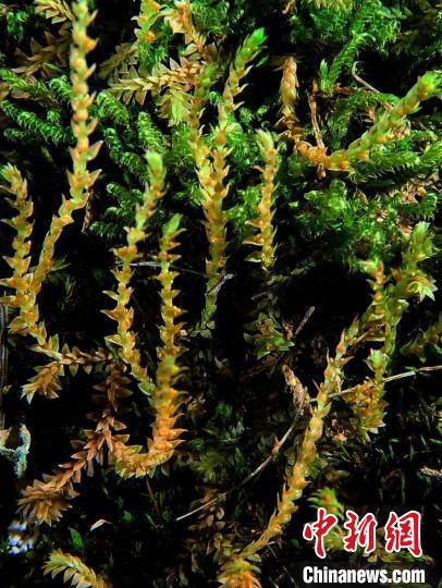 圖為九龍卷柏?！∏嗪Ｉ剿匀毁Y源調(diào)查規(guī)劃設(shè)計(jì)研究院供圖