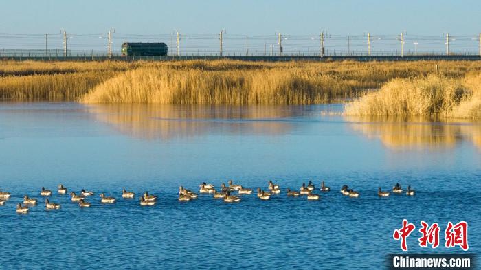 圖為多種野生鳥類在湖中游蕩?！『螁⒔?攝