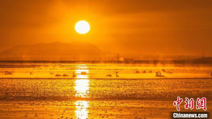 圖為天鵝群在湖中休憩?！『螁⒔?攝