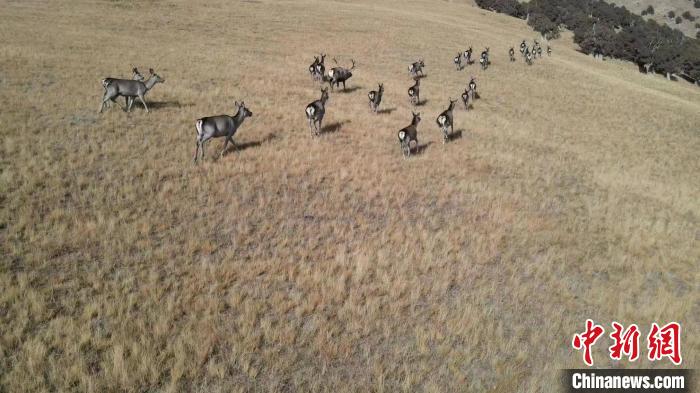 圖為馬鹿群在草地中漫步。　才仁 攝