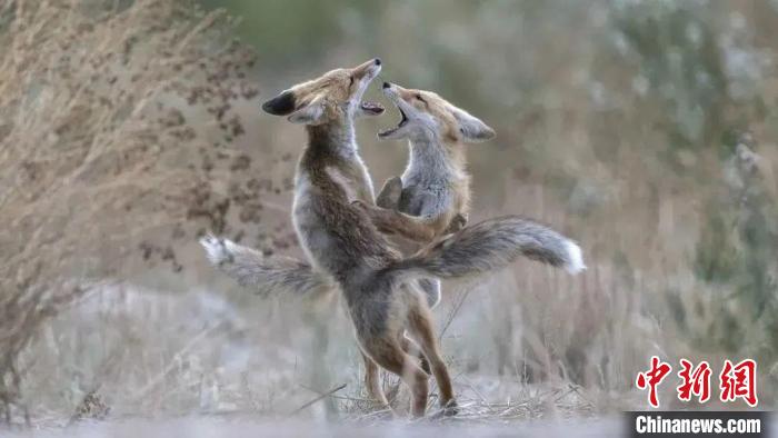 圖為同海元的作品《第一回合》?！∏嗪Ｊ∑钸B山自然保護(hù)協(xié)會(huì)供圖