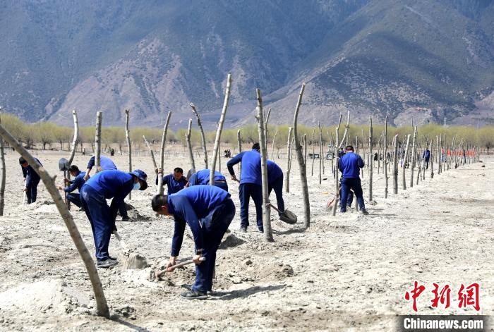 林芝市巴宜區(qū)森林消防中隊志愿服務隊熱火朝天的植樹現(xiàn)場?！∥骼@拉翁 攝