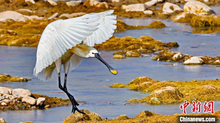 圖為白琵鷺。　嚴桉 攝
