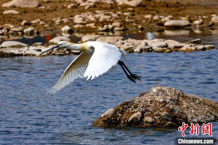 圖為準備飛翔的白琵鷺?！黎?攝