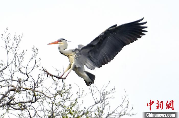 蒼鷺在覓食嬉戲?！“苍?攝