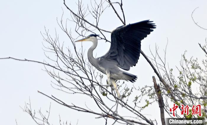 蒼鷺在覓食嬉戲?！“苍?攝