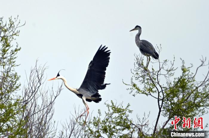蒼鷺在覓食嬉戲?！“苍?攝