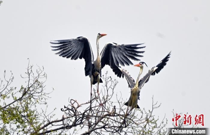 蒼鷺在覓食嬉戲?！“苍?攝