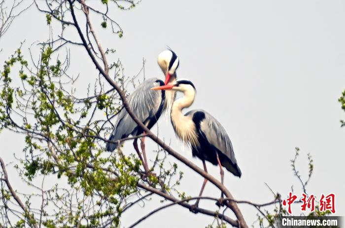 蒼鷺在覓食嬉戲。　安源 攝