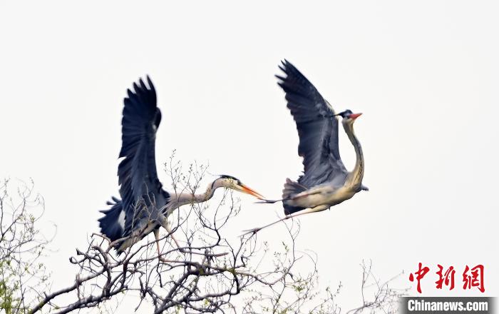 蒼鷺在覓食嬉戲?！“苍?攝