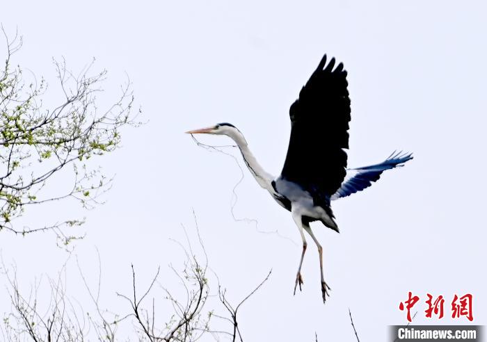 蒼鷺在覓食嬉戲?！“苍?攝
