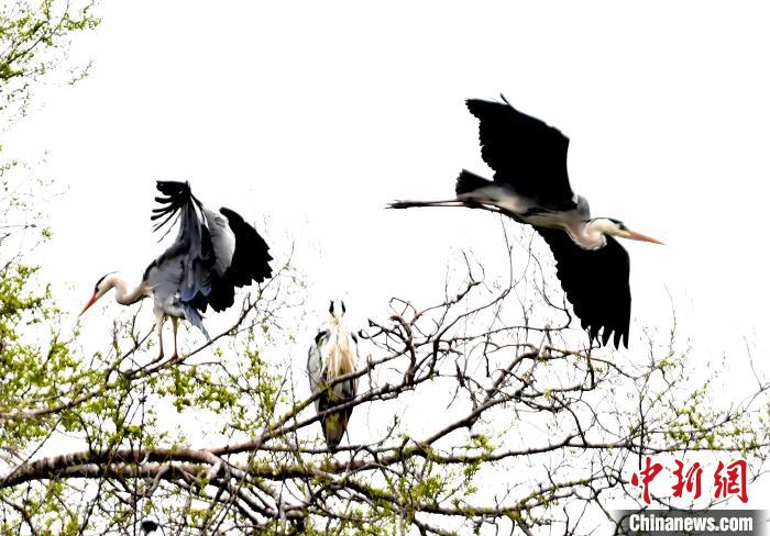 蒼鷺在覓食嬉戲?！“苍?攝